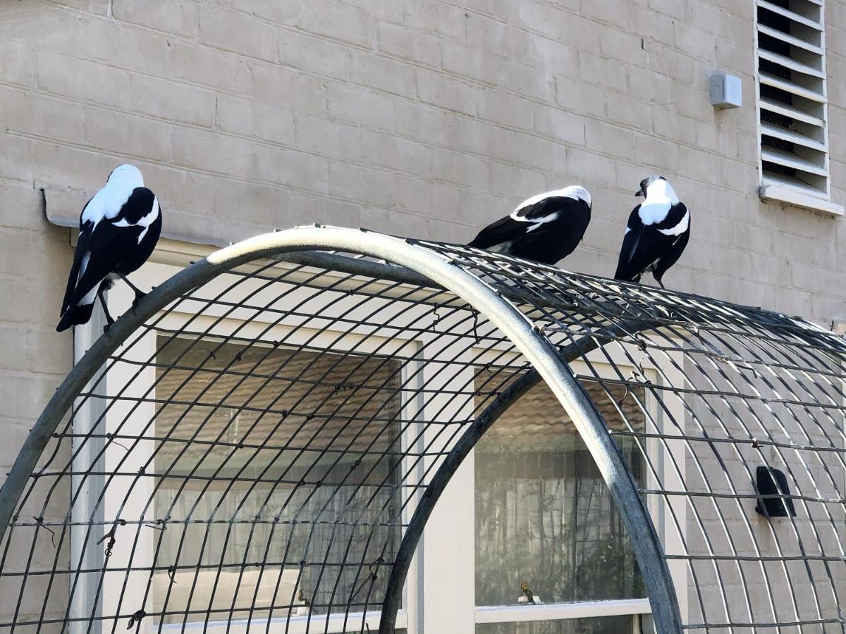 桑迪湾The Rivulet住宿加早餐旅馆 外观 照片 Magpies at the MCG