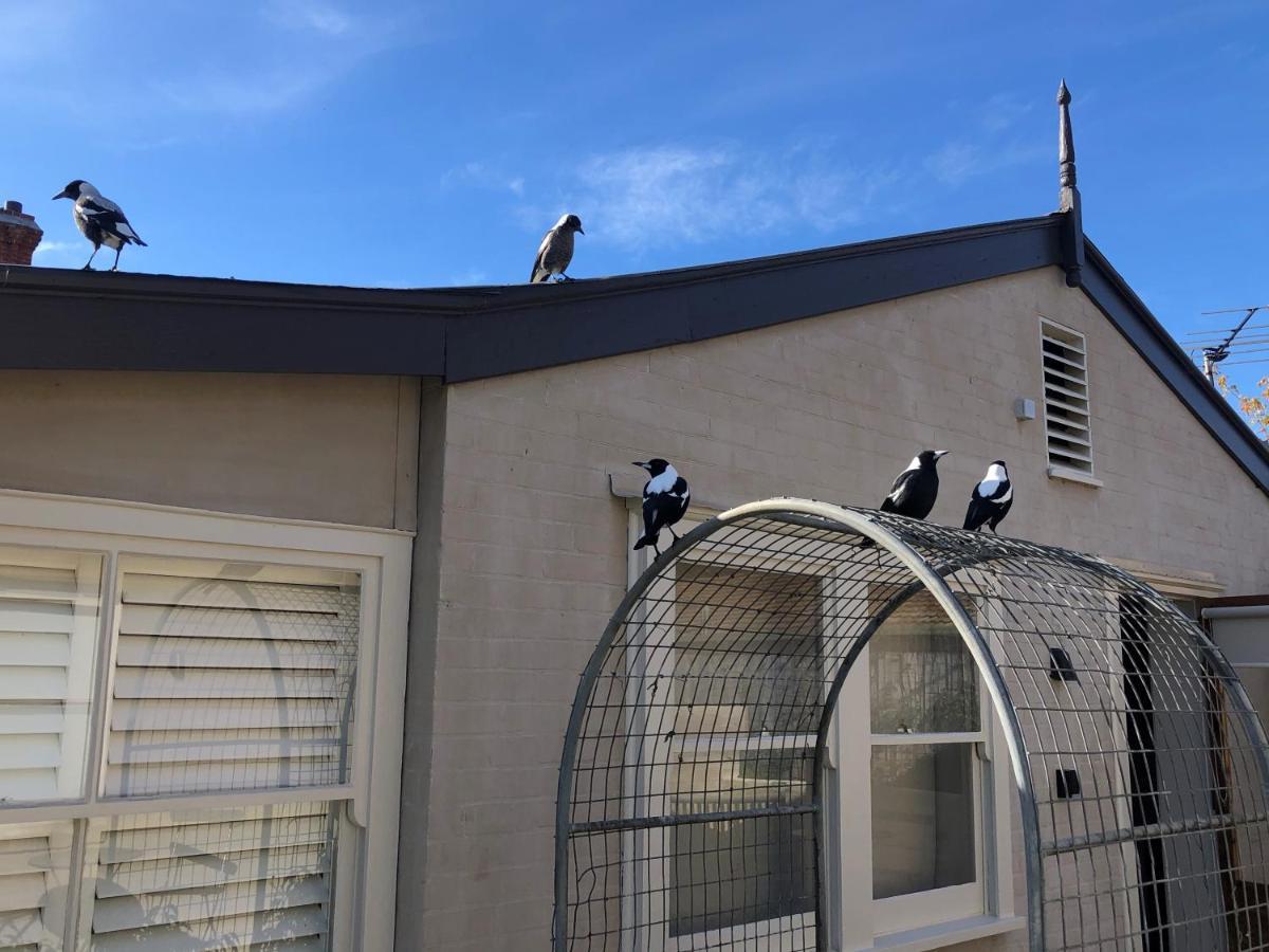 桑迪湾The Rivulet住宿加早餐旅馆 外观 照片 Magpies on a house in Sydney